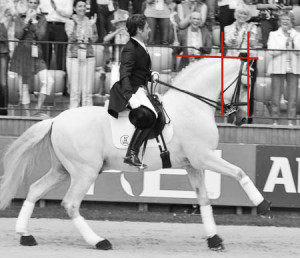 An example of a dressage horse on the bit and in good harmony is Fuego ...