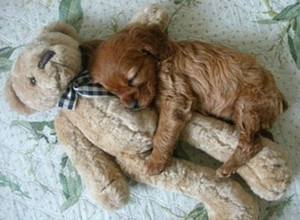 Cuddly: This brown puppy needs company while sleeping (Picture: London ...