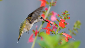 Hummingbirds…life is rich, beauty is everywhere, every personal ...