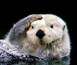 Cute Creature Alert #003: Why I Otter...