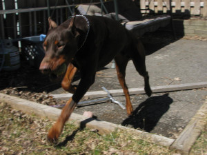 Pictures of my Doberman-picture-011.jpg