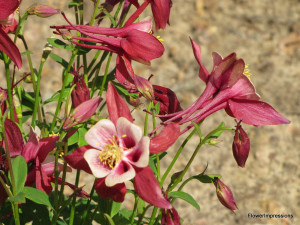 they would be most welcome on any lawn andrew mason