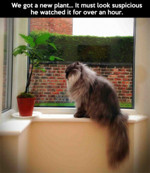 funny-pictures-suspicious-plant-cat