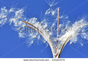 Closeup Willow Tree Blowing