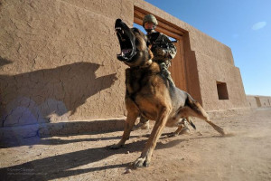 ... Shepherd, Dogs Support, Dogs Belgian, Military Working Dogs, Work Dogs