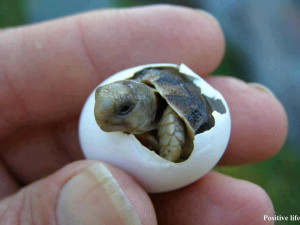 Just a baby turtle.
