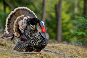 Franklin Pares The Eagle And Wild Turkey Symbols America