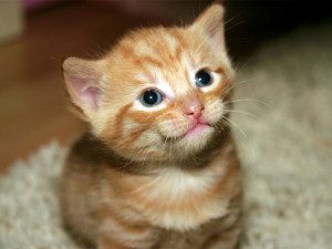 This is a cute kitten and i am in love with it.