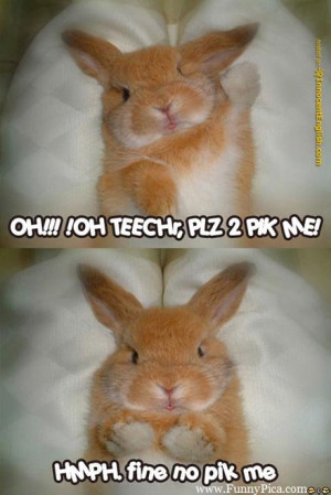 Funny Cute Rabbits – Funny Cute Rabbit Picture 077 (FunnyPica.com)