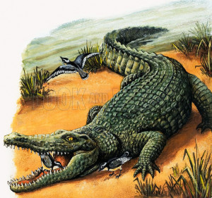Feedcrocodile Attacks Dangerous Crocodile Predators Nile Crocodile