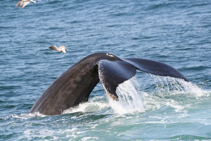Cape-Cod-Stories-Whale-Tale.jpg