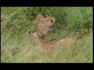 Capturing, Gazelle, Cheetah, Prey, Fighting, Nature Reserve, Predator ...