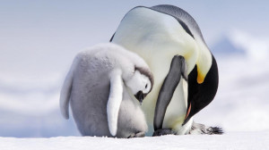 正在用喙梳理毛发的成年帝企鹅和幼崽 (© WILDLIFE GmbH ...