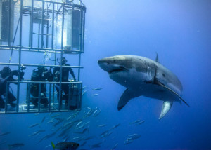 Shark Diver: Great White Shark Cage Diving Experience in Mexico