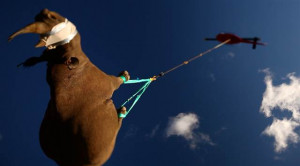 Endangered rhinos airlifted to new home