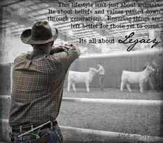 show cattle quotes pinned by emily lynn more cattle show quotes ...