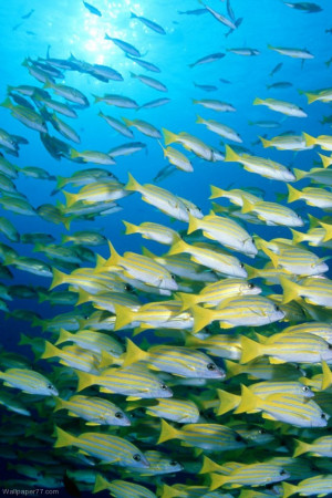 blue banded sea perch fish wallpapers ocean sea underwater water