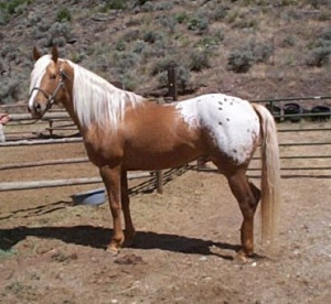 Goldensun- A lithe, palomino Appaloosa stallion I like this guy ...