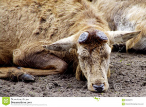 ... , exhausted Red Deer / Cervus elaphus in winter coat, tired animal