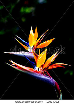 Birds of paradise flower, bird of paradise flower