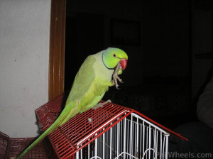 question about owning a parrot - 124252