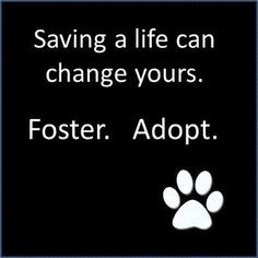 ... rescue today animal shelters foster adoption foster dogs quotes animal