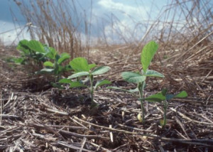Cover Crops and Soil Temperature
