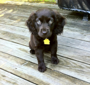 ... Dogs, Boykin Spaniels Please, Swamp Poodles, Boykin Spaniel Puppies