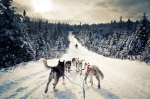 winter #dogs #wolves #dogsled #dog sled
