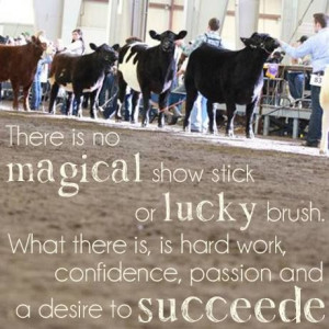 Cattle Showing | The Big East: Jackpot & Youth Beef Cattle Show ...