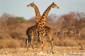 Amazing Giraffe