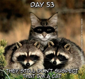 The raccoons suspect nothing
