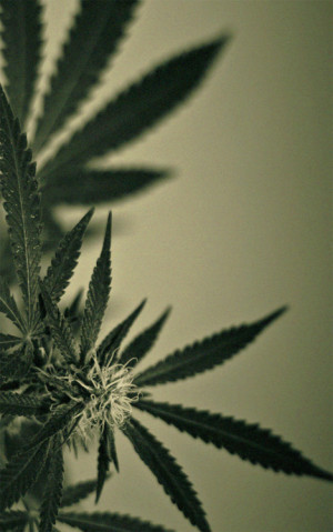 dope weed marijuana ganja cannabis kush pot