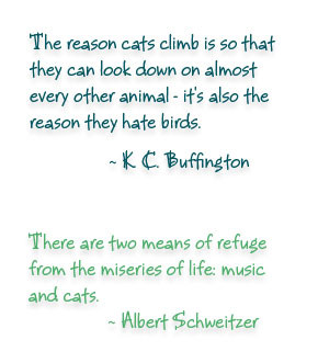 Few Quotes About Cats The Life Blog
