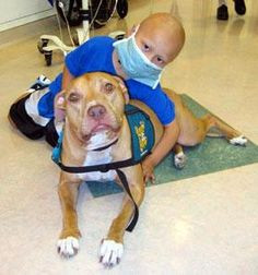 Pitbull as cancer therapy dog ♥ More