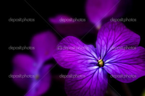 low key dramatic image of Honesty flower on black back - Stock Image ...