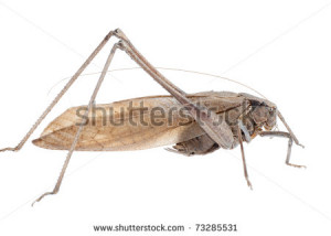 Insect Brown Katydid Isolated On White Stock Photo 73285531 ...