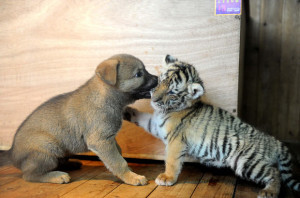 Lucky the Siberian tiger cub plays with a puppy at Hangzhou Wildlife ...