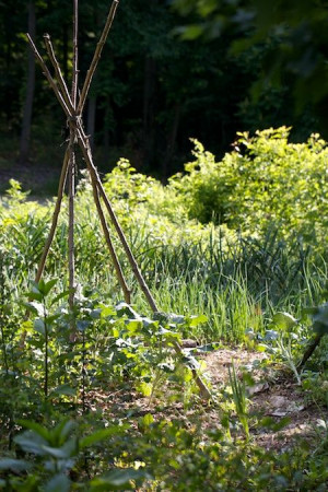 Quote of the Day: Organic Gardening