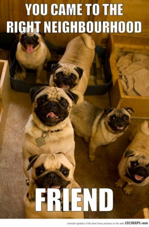Funny Pug Dog Pictures Pics