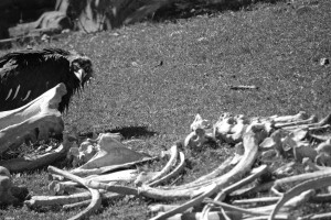 Vulture and Bones