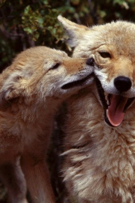 Coyote Family Animals Funny Background iPhone Wallpapers, Apple iPhone
