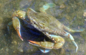 Blue Crab Kindergarten