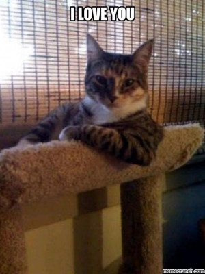 Generate a meme using The Most Interesting Cat In The World