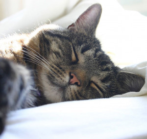 What’s Your Reaction? Thanks for your reaction Don’t forget to ...