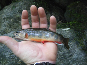 Thread: Rugged backcountry brook trout (This report is a month old)
