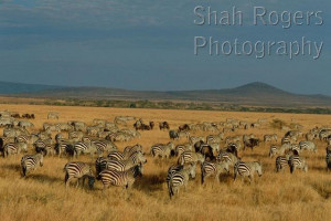 african savanna habitat