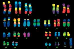 situ hybridization fish identification of human chromosomes chromosome ...