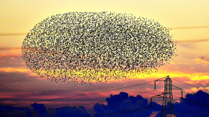 murmuration of starlings fly close to power lines at sunset near ...