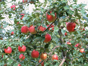 fruit_apple_apple-tree_wallpaper_DU137.JPG